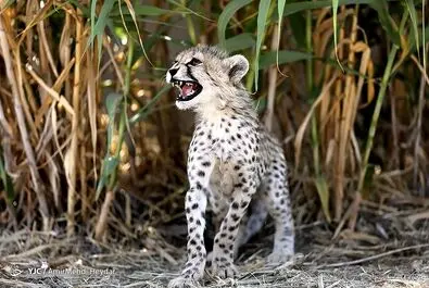 پیروز