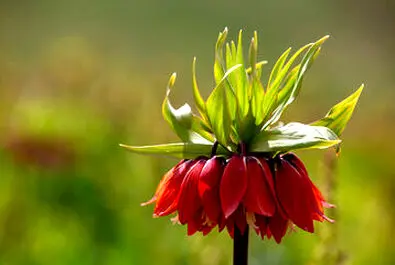 لاله‌های واژگون