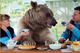 اهلی ترین خرس جهان؛عکس