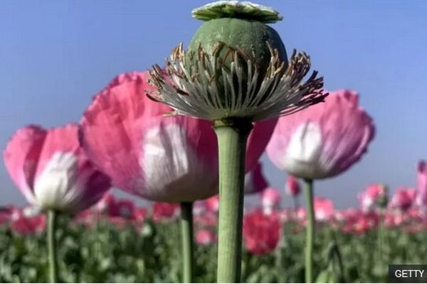 ثبت درخواست مجوز برای کشت خشخاش!