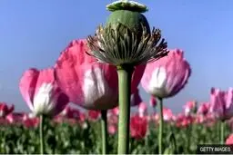 ثبت درخواست مجوز برای کشت خشخاش!