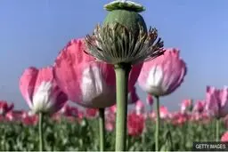 وضعیت مصوبه رسمی کشت خشخاش در ایران