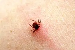 ابلاغ دستورالعمل کشوری برای کنترل تب کریمه کنگو