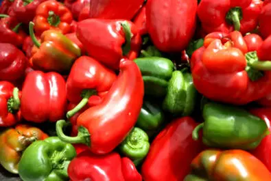 گلخانه شیشه‌ایی