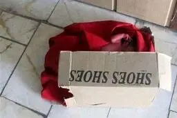 کشف نوزاد تازه متولد شده کنار سطل زباله‌ای در زاهدان+عکس