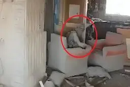 مقاومت تا دم آخر؛نبرد سنوار تا آخرین لحظه و گلوله