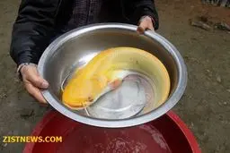 این ماهی کمیاب!(+عکس)