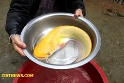 این ماهی کمیاب!(+عکس)