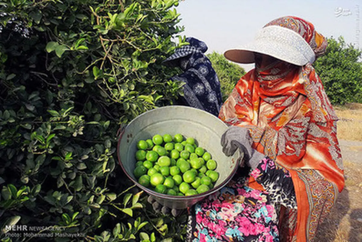 تصاویری زیبا از برداشت لیمو