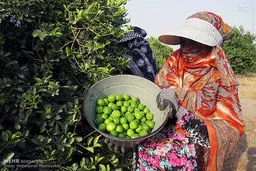 تصاویری زیبا از برداشت لیمو