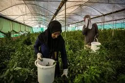 قصرشیرین، شاهراه خاموش اقتصاد کشاورزی / تصاویر