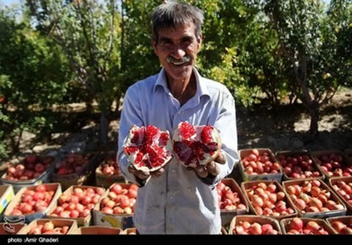 برداشت انار در ساوه به روایت تصویر