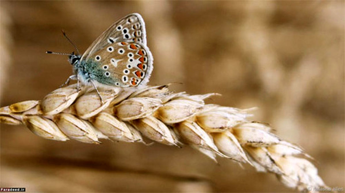 زیبایی جهان در یک قاب کوچکتر (عکس)