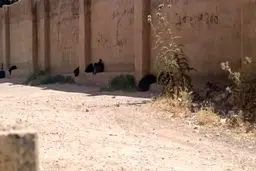 اقدام عجیب/برداشتن اجباری چادر از سر داوطلبان کنکور سراسری+تصاویر