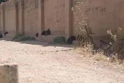 اقدام عجیب/برداشتن اجباری چادر از سر داوطلبان کنکور سراسری+تصاویر