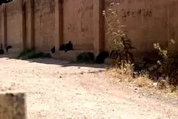 اقدام عجیب/برداشتن اجباری چادر از سر داوطلبان کنکور سراسری+تصاویر