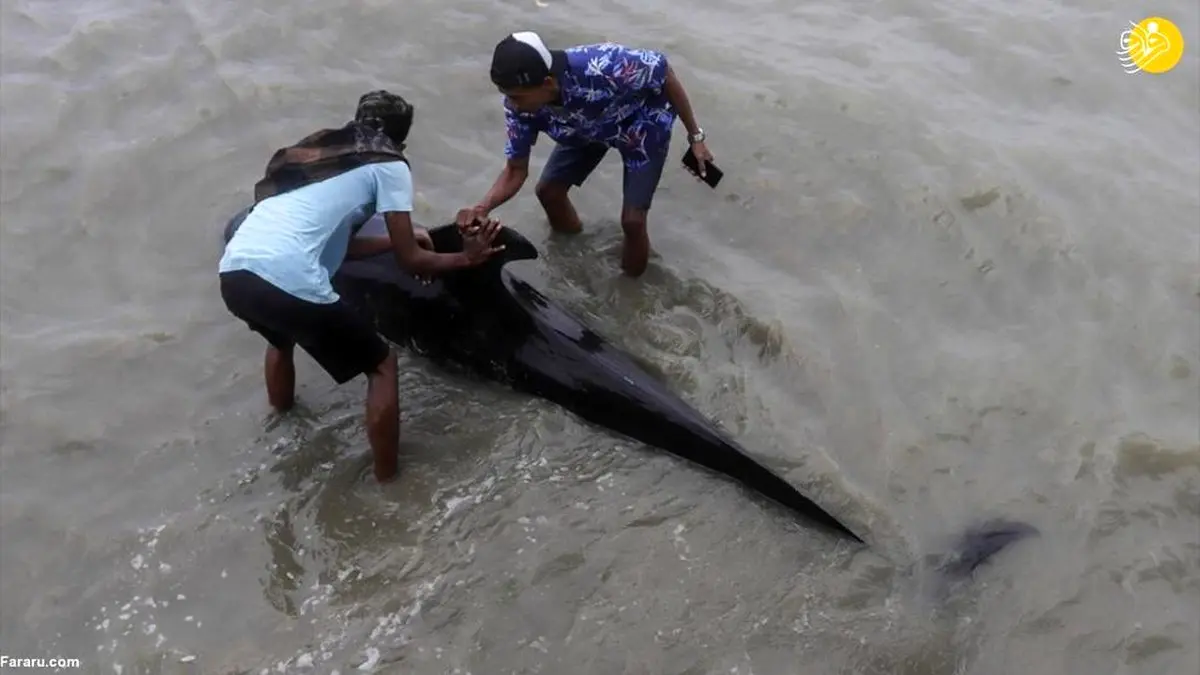 نجات نهنگ‌های خلبان  به گل نشسته در اندونزی+عکس ها