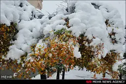 تصاویر بارش برف پاییزی در اهر