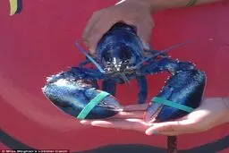 خرچنگ نادر آبی رنگ! /تصاویر