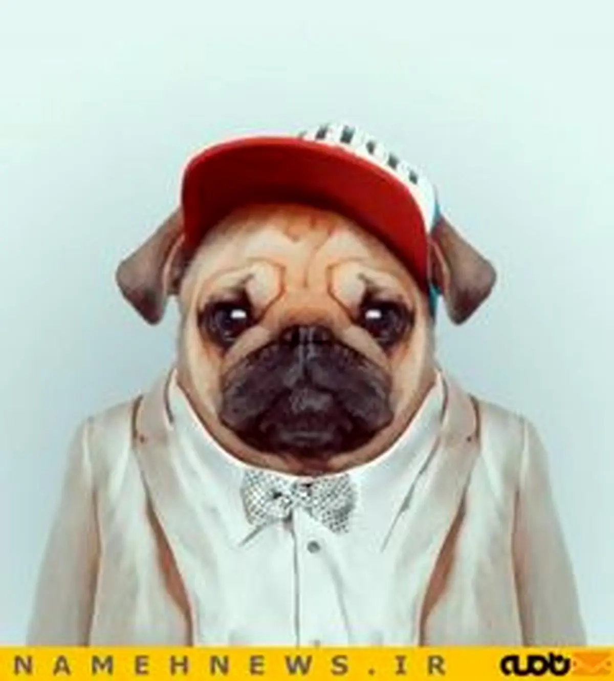 حیوانات خوش تیپ!+تصاویر