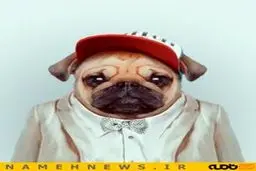 حیوانات خوش تیپ!+تصاویر