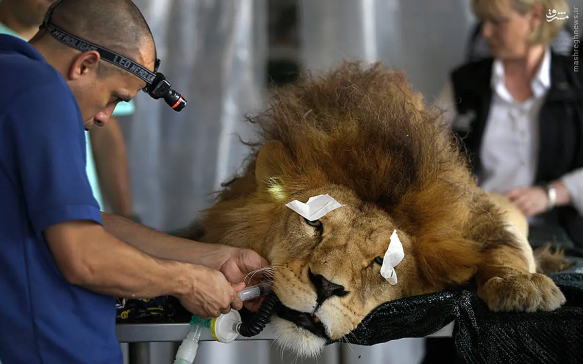 سلطان در دندانپزشکی/عکس