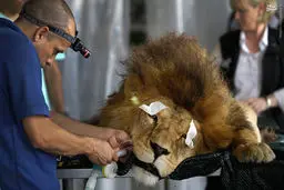 سلطان در دندانپزشکی/عکس