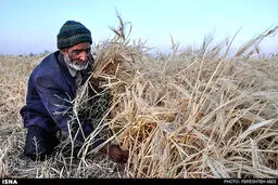 برداشت غلات در خراسان جنوبی/ تصاویر