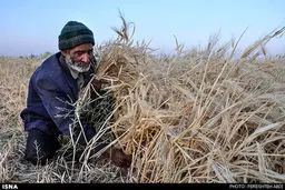 برداشت غلات در خراسان جنوبی/ تصاویر