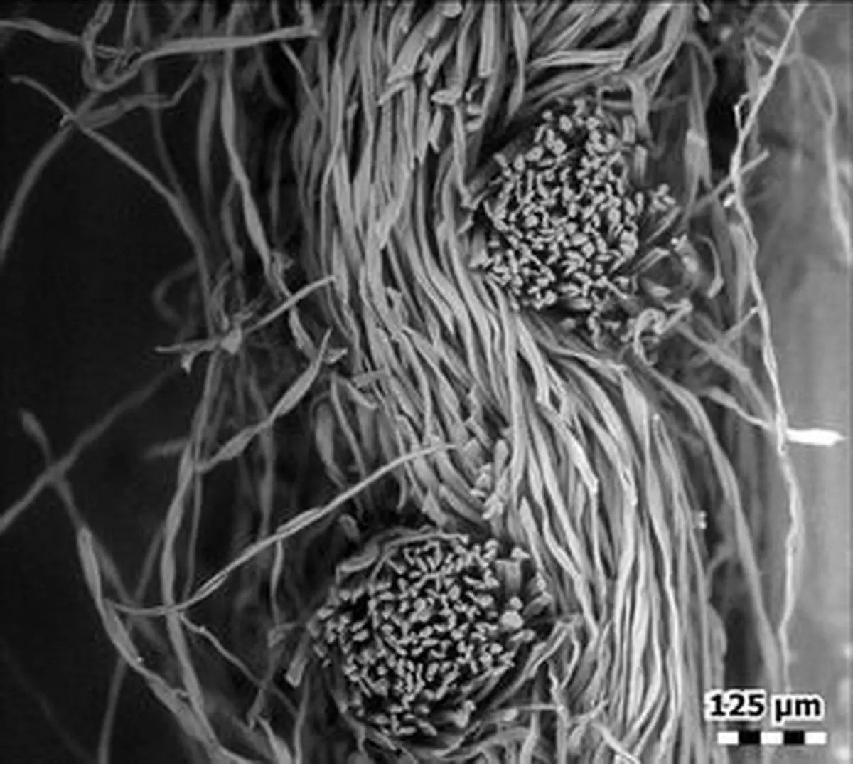 تصاویر جالب از ماسک‌های کرونا زیر میکروسکوپ