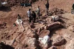 کشف بقایای بزرگترین دایناسور جهان/ وزن «دریدناتوس» برابر با یک گله فیل آفریقایی است+عکس