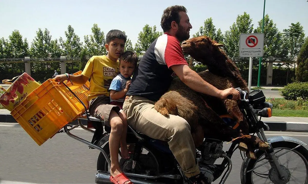 حمل همزمان گوسفند و دو کودک با موتور!/عکس