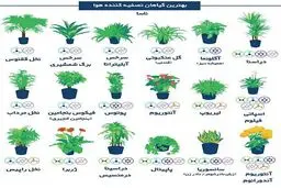 با نگهداری این گل‌ها از آلودگی هوا فرار کنید!/عکس
