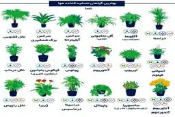 با نگهداری این گل‌ها از آلودگی هوا فرار کنید!/عکس