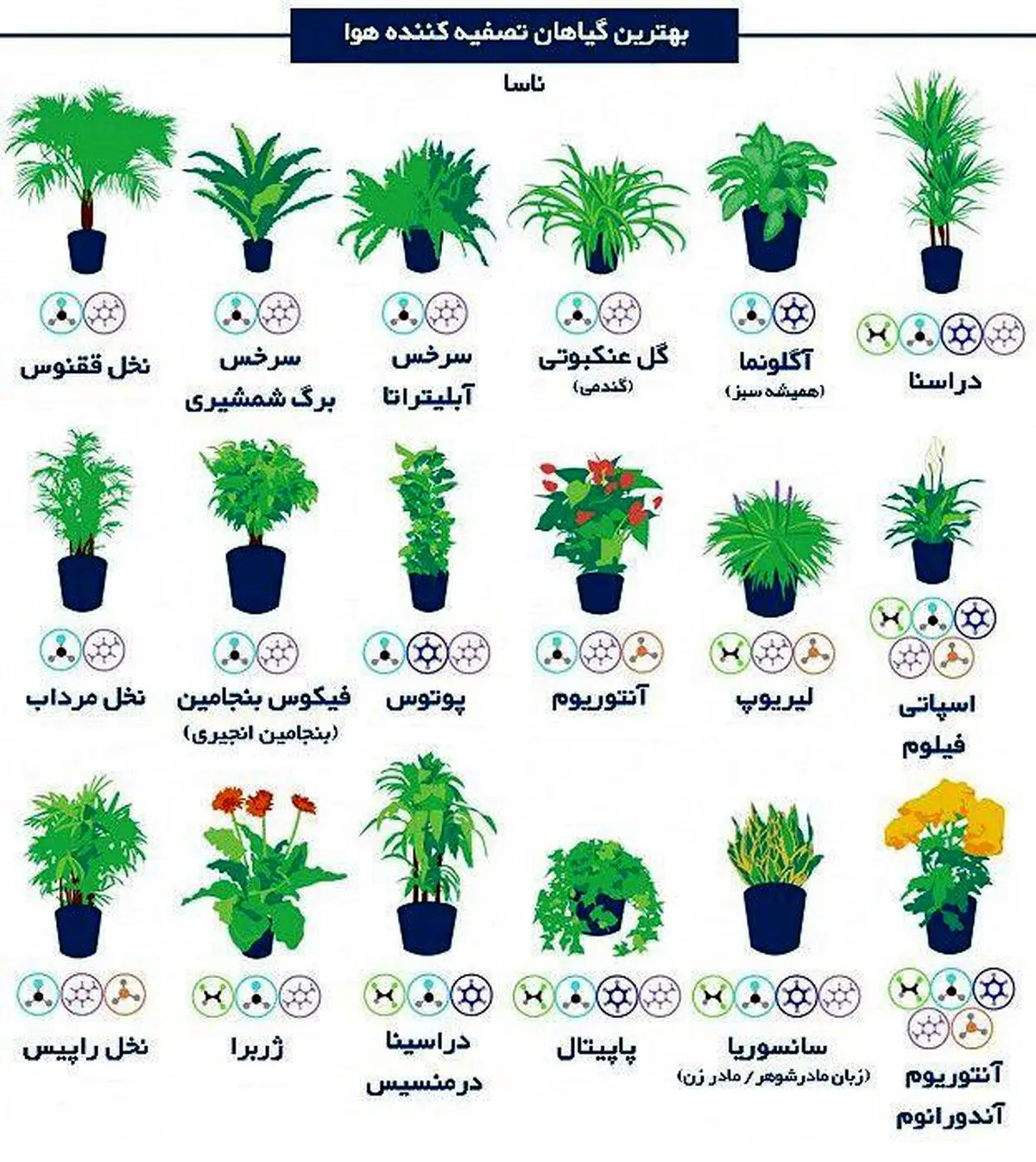 با نگهداری این گل‌ها از آلودگی هوا فرار کنید!/عکس