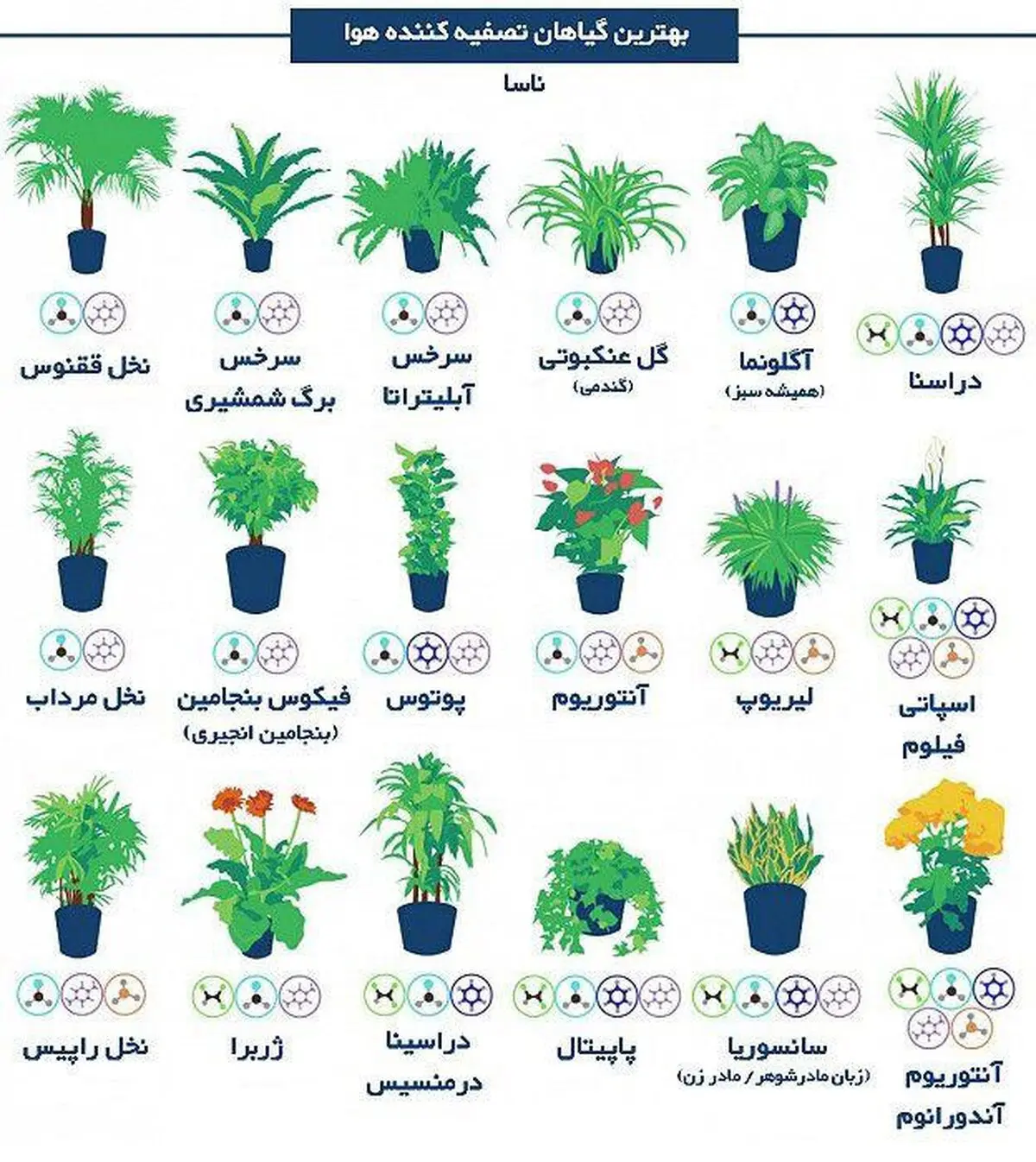 با نگهداری این گل‌ها از آلودگی هوا فرار کنید!/عکس