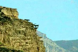 صحنه بی نظیر پناه گرفتن بز کوهی از چنگال گرگ/ عکس