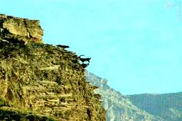صحنه بی نظیر پناه گرفتن بز کوهی از چنگال گرگ/ عکس