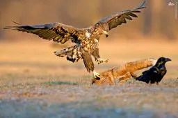 عکس/ نبرد بر سر لاشه روباه