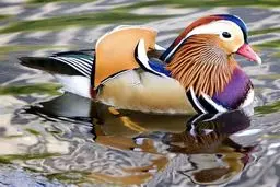 زیباترین اردک جهان/ عکس