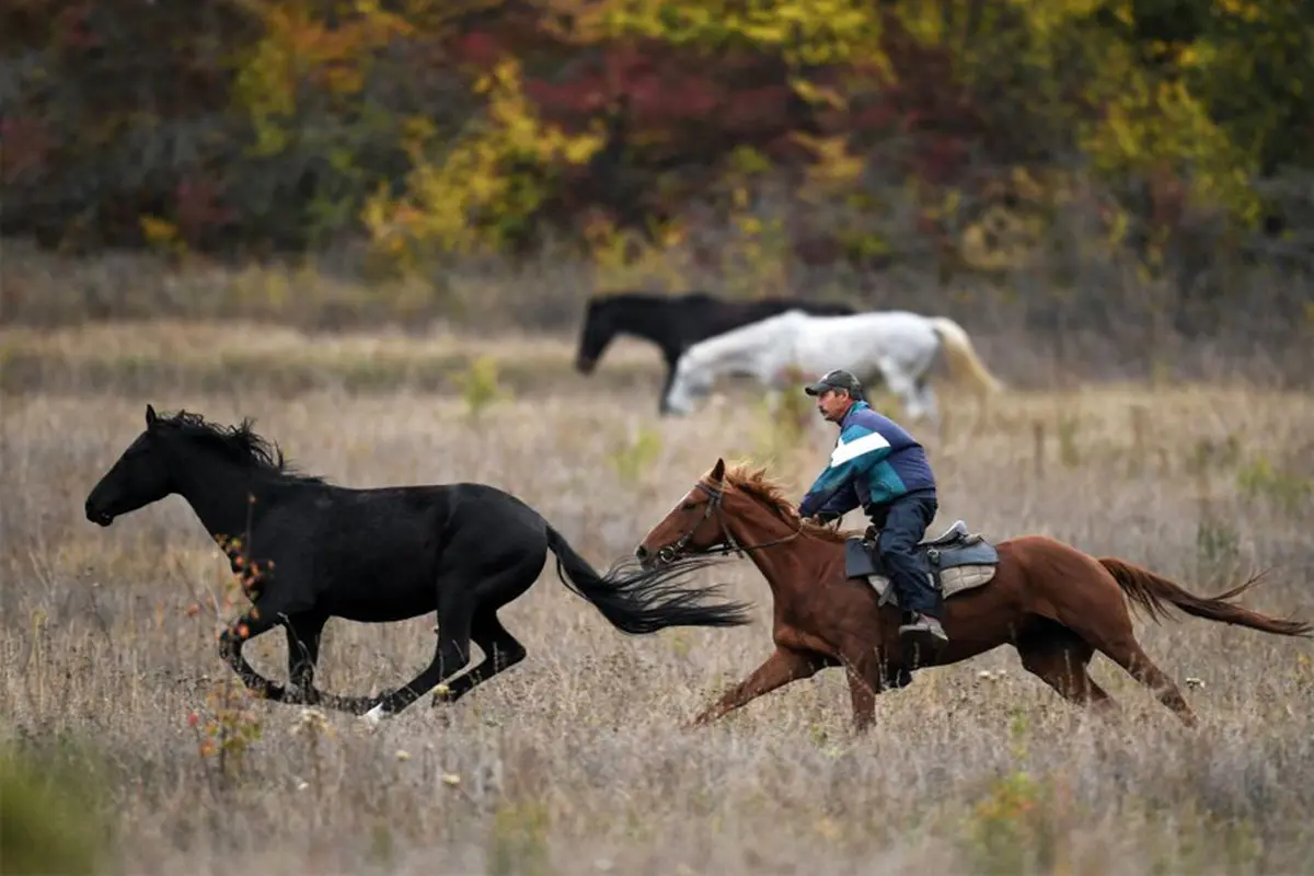عجایب فصل پائیز در شهر کریمه روسیه
