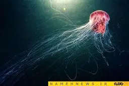 عکاسی در اعماق آب‌های قطب شمال+تصاویر