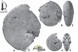 کشف گونه‌های جدید از سنگواره‌های ایرانی