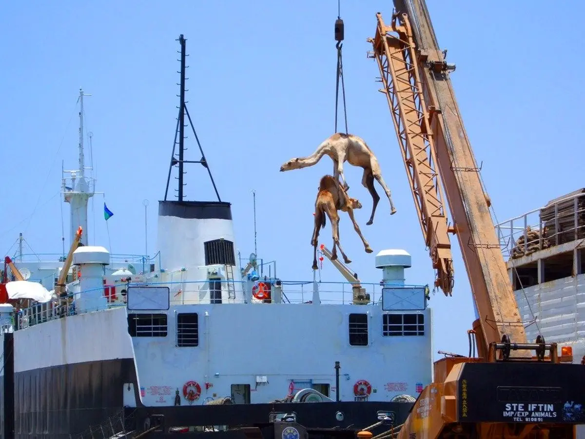 17 حقیقت شگفت‌آور درباره‌ عربستان+عکس