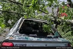 له شدن پراید و پژو زیر درخت/تصاویر