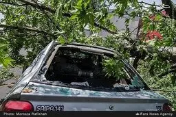 له شدن پراید و پژو زیر درخت/تصاویر
