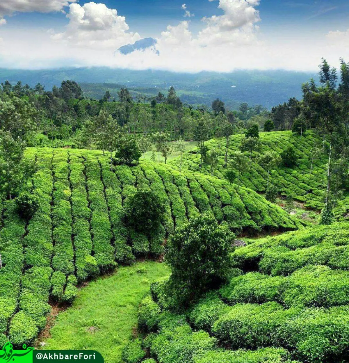 نمایی زیبا و رویایی از مزارع چای در لاهیجان/عکس