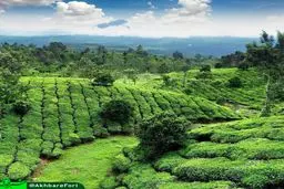 نمایی زیبا و رویایی از مزارع چای در لاهیجان/عکس