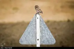 نسل این نوع پرنده شکاری، در خطر است/ تصاویر