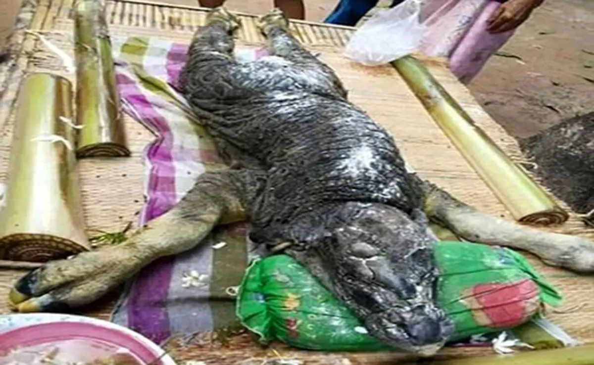 کشف موجودی عجیب در آب های تایلند+ تصاویر